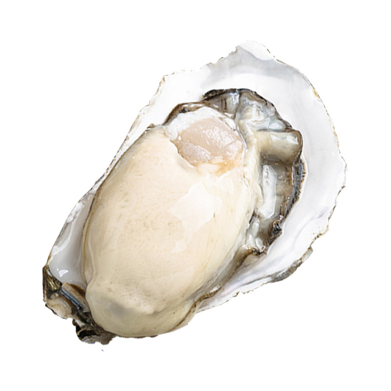 特大号正宗乳山生蚝 贝壳鲜活新鲜牡蛎带壳海鲜水产海蛎子10斤5XL