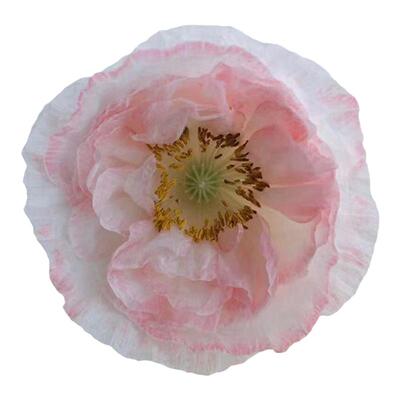 进口虞美人种子满19元包邮