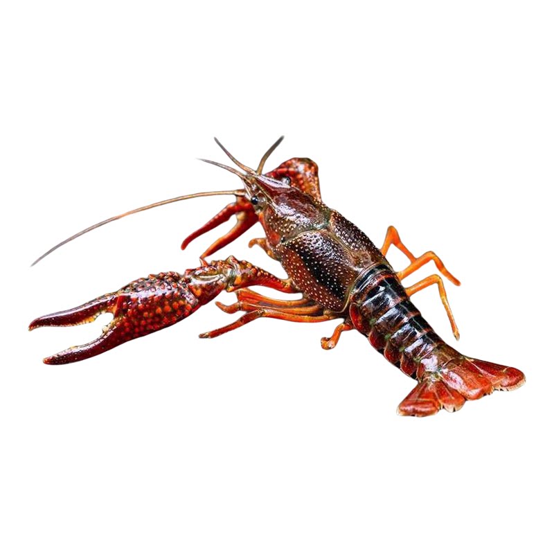 小龙虾鲜活水产3斤456钱潜江洪湖清水活虾稻田淡水虾特大龙虾批发