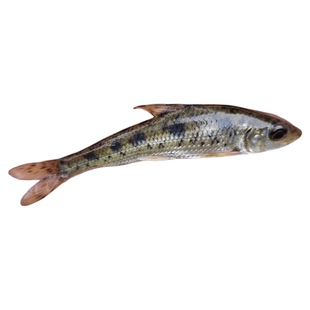 花骨鱼苗土凤鱼苗鱼塘养殖耐活易养淡水养殖本地稀有高档可食用