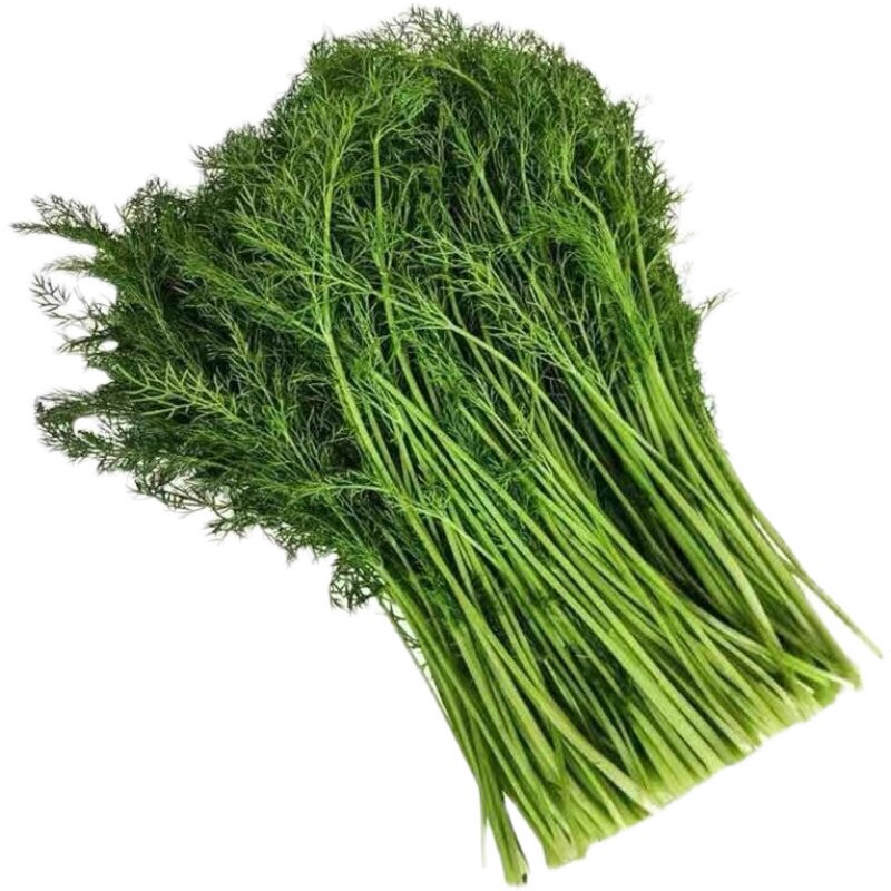茴香菜现苗带露天饺子馅