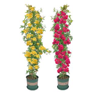 黄木香花苗爬藤植物白木香树苗室内庭院大花苗四季开花红木香盆栽