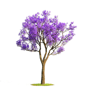 蓝花楹树苗名贵树苗庭院绿化公园街道风景树地栽盆栽常绿凤凰木树