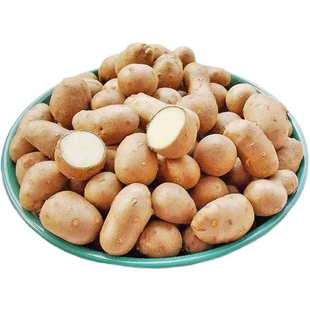 2026年新豆现选山药豆种子白玉山药种精选新鲜大小均匀高产包邮