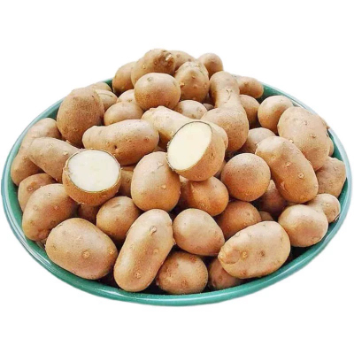 山药种子白玉日本大和芋