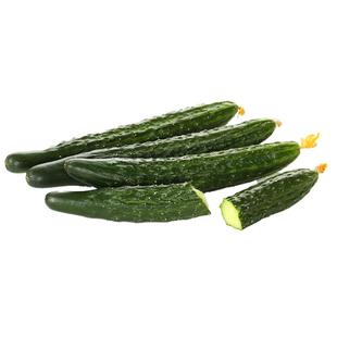 黄瓜籽种大全老品种带刺黄瓜种子强雌奶油水果金童玉女旱黄瓜种子