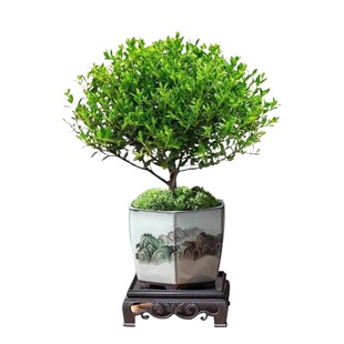 小叶赤楠盆景盆栽室内桌面客厅好养花卉绿植净化空气四季常青植物