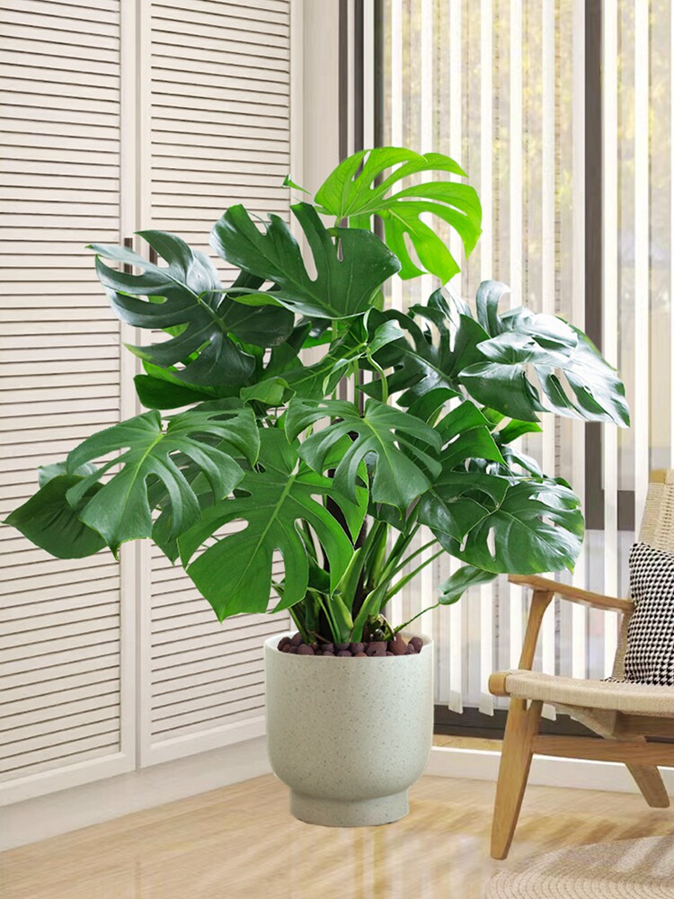 龟背竹植物老桩大叶室内客厅大盆栽绿植大型办公室好养北欧风花卉