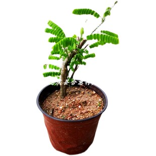 鸡骨草种苗种子苗相思子树苗大黄草鸡母珠中草药绿植盆栽满3棵包