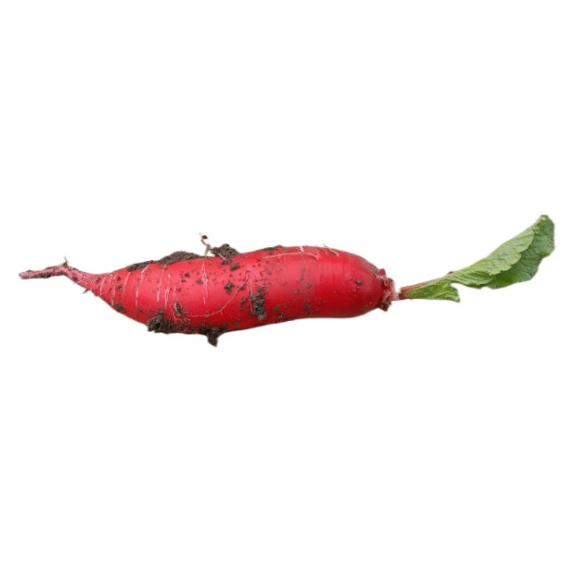 黑龙江蔬菜新鲜水萝卜红皮白肉现挖现发农家自种小红萝卜5斤