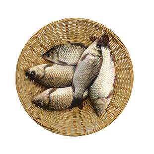 微山湖原生态新鲜鲜活野鲫鱼去鳞去鳃去内脏鲫瓜子炖汤下奶滋补