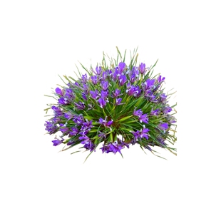 马蔺马兰花马莲四季易种园林绿化阳台花海庭院花苗耐寒耐旱宿根花