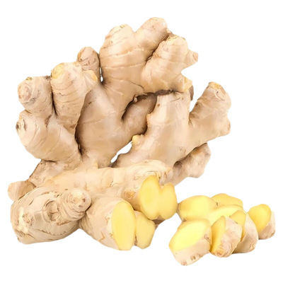 山东特产大黄姜新鲜辛辣味浓的生姜大块姜月子姜