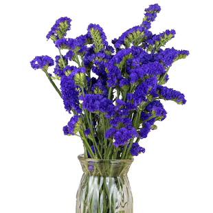 勿忘我鲜花云南斗南花卉基地直发混搭玫红色水晶草情人草可做干花