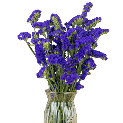 曼特拉勿忘我鲜花1斤室内插花材