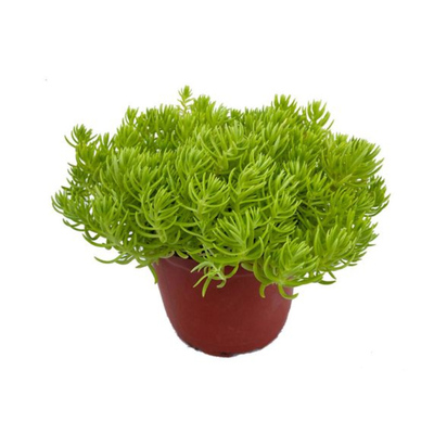 花镜绿植佛甲草别墅造景植物