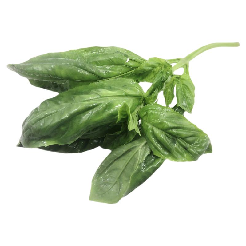 罗勒叶 新鲜蔬菜 西餐私房菜酒店搭配香料配菜 可做罗勒酱