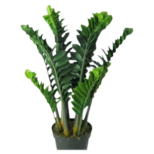 室内盆栽植物不需要阳光喜阴花卉绿植客厅大颗好养金钱树盆栽摇钱