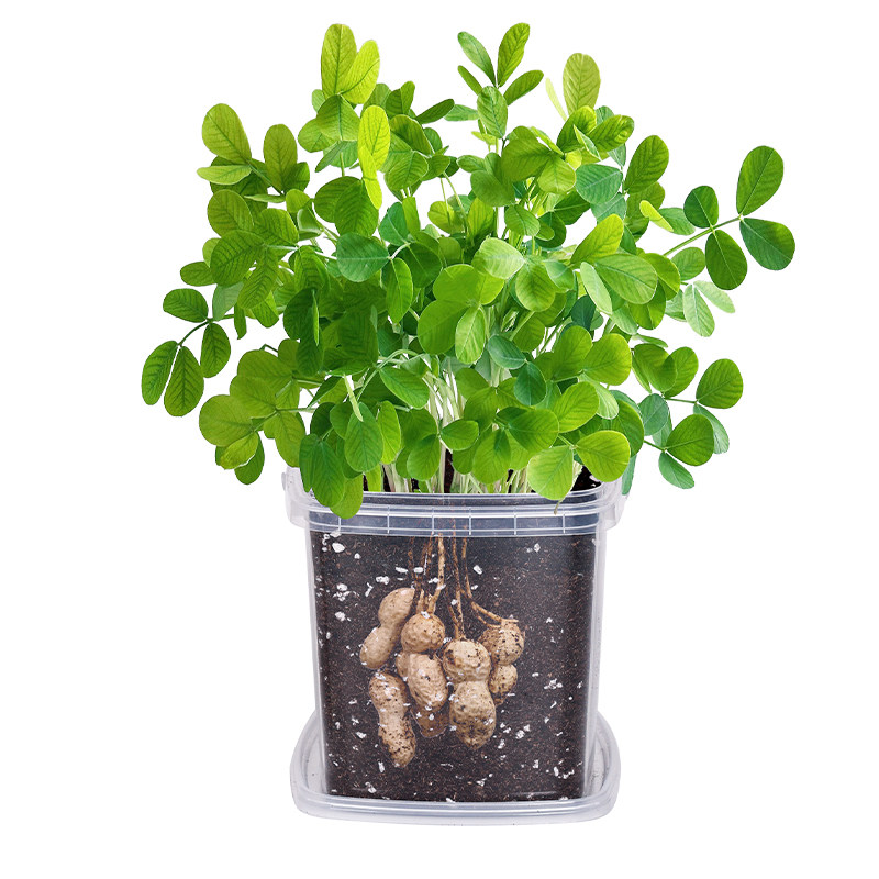 花生种籽儿童种植小盆栽3天发芽