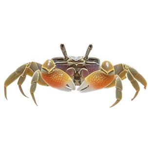 迷你辣椒蟹小螃蟹观赏蟹活体爬宠微景观淡水可深水除藻清洁工具蟹