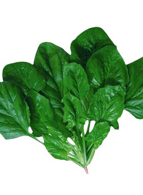 菠菜种子春季耐热耐寒蔬菜