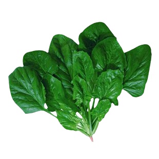 菠菜种子本地菠菜籽种菜种籽盆栽红根大叶菠菜种农家菠菜种孑越冬