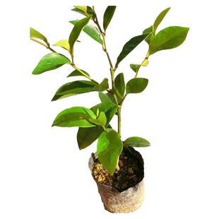 含笑花树苗盆栽浓香型四季香妃含笑梅花苗室内外植物庭院阳台花卉