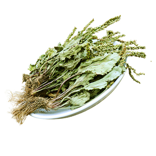 正宗秦岭野生车前草整株500g当季新货车前草泡水新鲜车前草