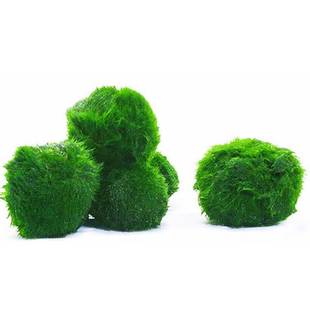 绿藻球活体淡水水草植物水藻球鱼缸造景装饰前景懒人水草球海藻球