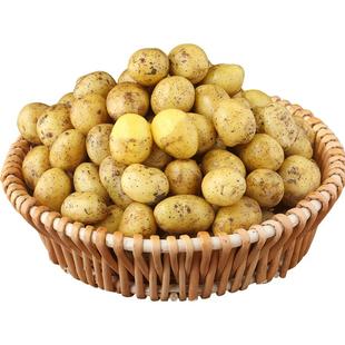正宗恩施小土豆10斤包邮新鲜士豆黄心黄皮农家蔬菜迷你马铃薯洋芋