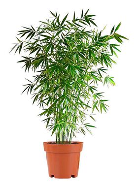 竹子盆栽室内大型绿植四季常青