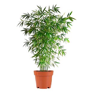 竹子盆栽室内大型绿植高级感客厅盆景真树四季常青好养活造景植物