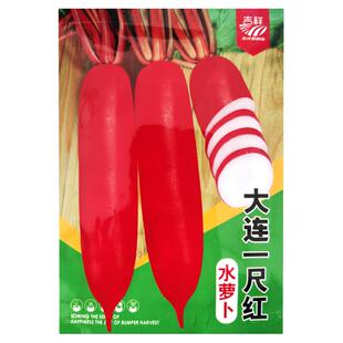 小五樱水萝卜种子红皮白肉水果萝卜籽农家菜园秋四季蔬菜水果种孑