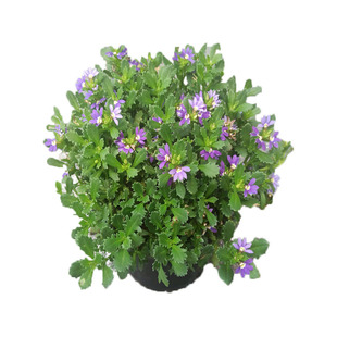 草海桐半扇花盆栽庭院阳台耐热草本花卉开花期长易活