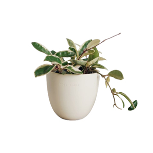 DOLV 豆绿 克林克球兰锦 三色球兰 清新风格藤蔓垂吊植物盆栽