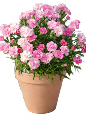 海蒂的花园桂花树苗四季桂盆栽