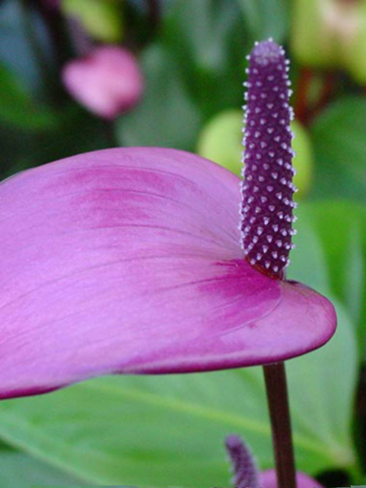 紫掌进口花苗粉掌香妃齐祖盆栽带花苞室内办公室花卉绿植多年包邮