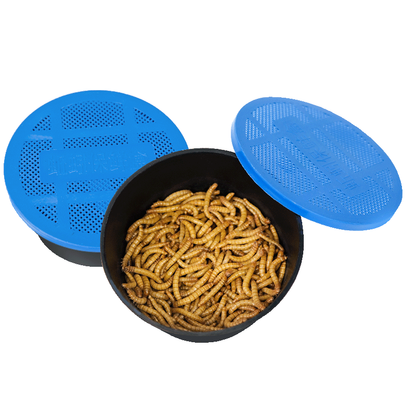 面包虫活体透气小盒发货