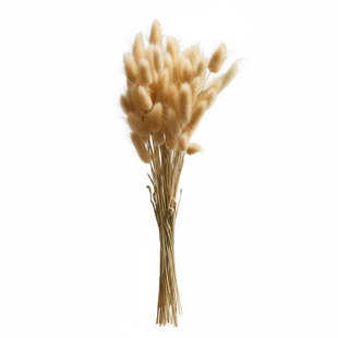 侘寂风干花花束客厅摆设天然真花干枝永生花芦苇高级diy插花摆件