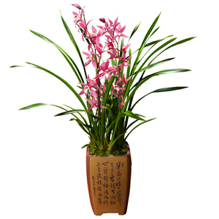 兰花苗带花苞浓香 紫元素 杂交兰好养室内花卉绿植盆栽观花植物