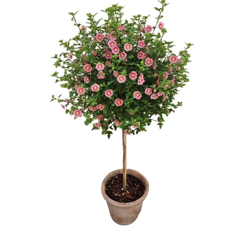 小木槿棒棒糖花期悠长花量大