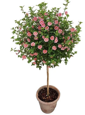 小木槿棒棒糖花期悠长花量大