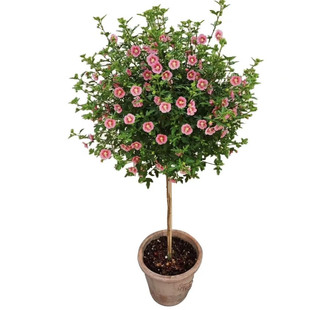 小木槿棒棒糖花苗带花苞盆栽蓝雪花室内阳台花卉植物好养易活花卉