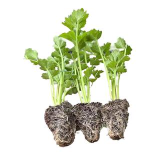 四季芹菜苗幼苗香芹秧子蔬菜苗籽孑西芹秧苗白芹盆栽蔬菜阳台四季