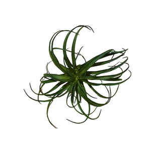 仿真植物空气凤梨大型沙漠多肉绿植花艺室内空间造景装饰陈列摆件