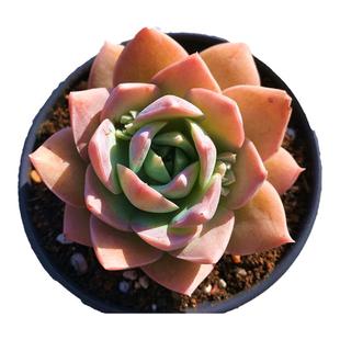 包邮多肉【木樨甜心】果冻粉色系小萌肉含盆土栽好盆栽