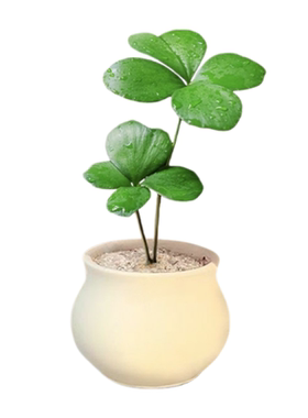 【超治愈】幸运草盆栽