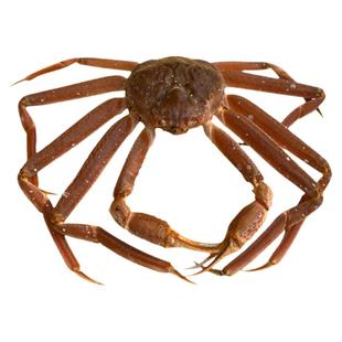 【全国多仓发货】鲜活松叶蟹海鲜水产板雪鳕10斤长脚蜘蛛特大螃蟹