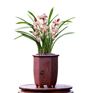 翁源兰花四季建兰七彩玲珑大凤素忆香荷带花浓香室内绿植花卉盆栽