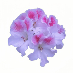 蝴蝶梅小苗大花天竺葵花苗包对版室内阳台四季好养年宵花花卉